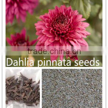 Dahlia pinnata flower seeds