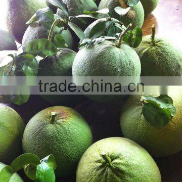 Green Skin Grapefruit Vietnam photo-4