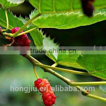 Mulberry