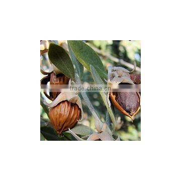 JOJOBA OIL COLD PRESSED