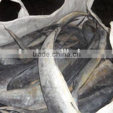 Frozen Mahi Mahi WR photo-2