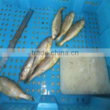 quality yellow fish and market price of fish