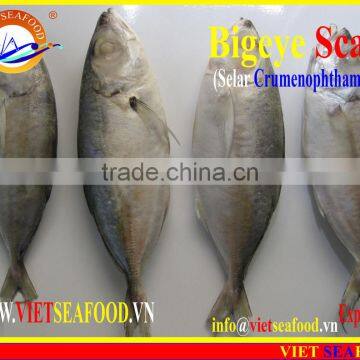 FROZEN BIGEYE SCAD WHOLE ROUND photo-2