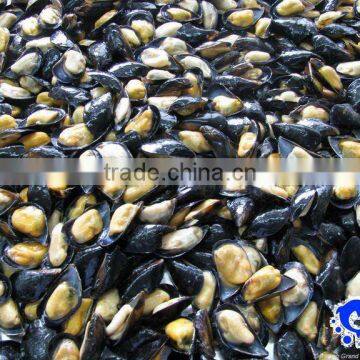 frozen boiled mussel with shell