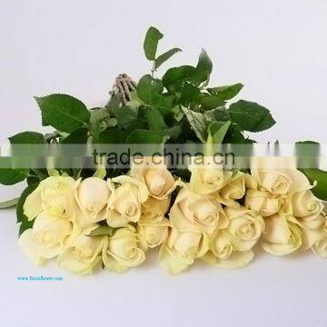 Artificial Flowers Export Fresh Cut Rose Vendela Flowers From Kunming photo-2