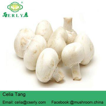 Fresh Champignon Mushroom photo-2