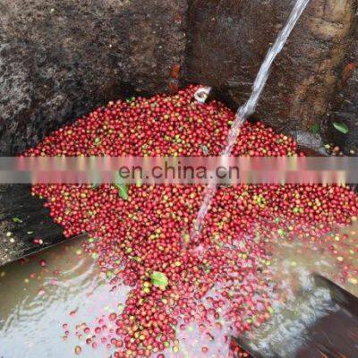 Coffee Bean Degumming Machine for Coffee Bean Pulp Remove photo-5