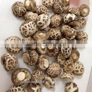 High Quality Dried Shiitake Flower Mushroom