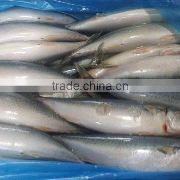 Pacific mackerel 200-300g new coming fish