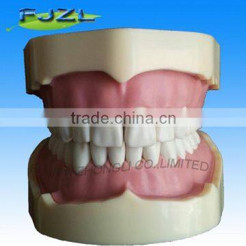 CE approval!dental typodont teeth model /removable screw teeth