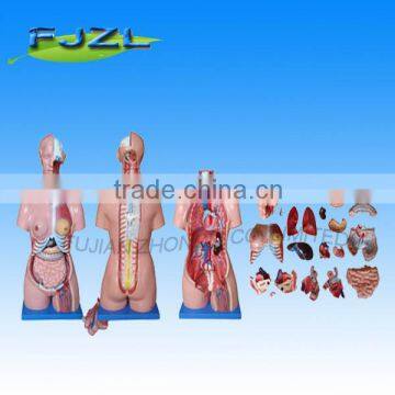 Human Anatomical Torso Model of 85cm with 23 parts ,Unisex Anatomical Human Torso model