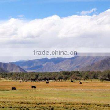 CS07 Modern Home Goods Natural Scenery Glass Wall Art Canvas Painting