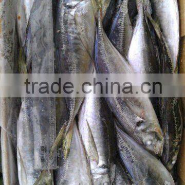 Horse Mackerel