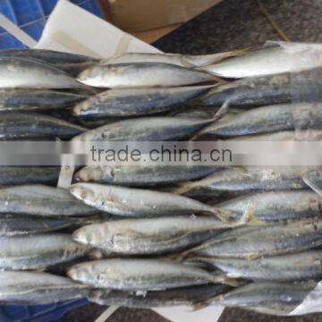 Frozen Layang Round Scad whole round