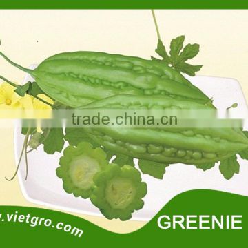 High Yield F1 Hybrid Bitter Gourd Seed - GREENIE 110