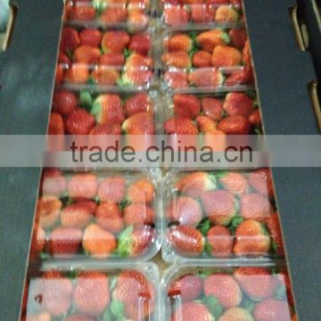 High Quality Fresh Whole Strawberry for Sale