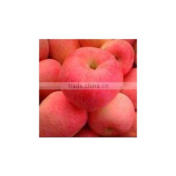 shandong fresh red fuji apple