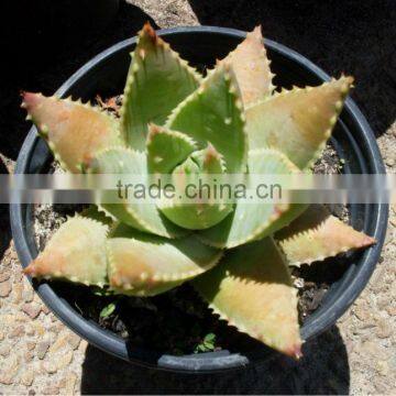 Aloe brevifolia depressa Crocodile Jaws