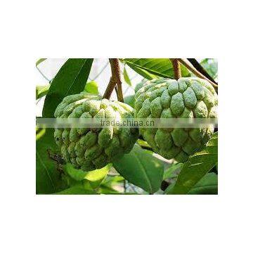 Annona squammosa (Custard Apple, Sugar Apple)