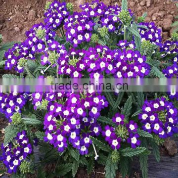 2016 new Verbene hybrid flower seeds for growing