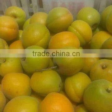 frozen Frozen apricot whole ,golden sun