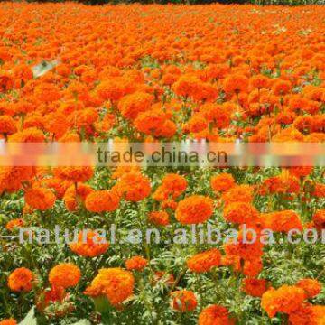 100% natural Powder form Zeaxanthin Calendula Flower Extract manufacture ISO, GMP, HACCP, KOSHER, HALAL certificated