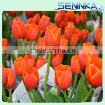 Quality Fresh Cut Flower in China /design Roses/jasmine/decorative Natural Flowers photo-4