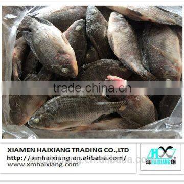 Frozen IQF Tilapia fish farming Whole in China