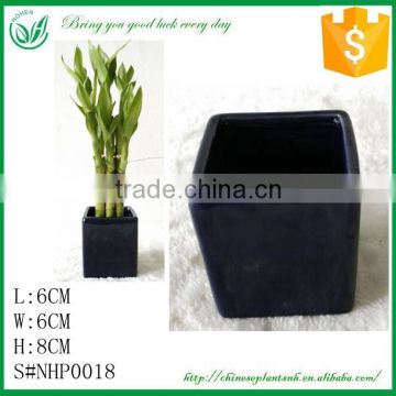 Small Lucky Bamboo Ceramic Flower Pot