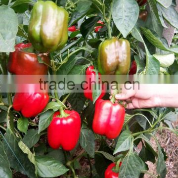 Red blocky pepper seeds