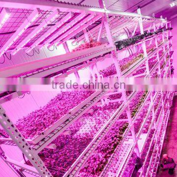 Led Grow Lamps High Quality 36w Led Holografico Chile Grow photo-6