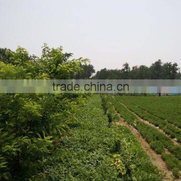 Dried Mealworms for Poultry photo-5