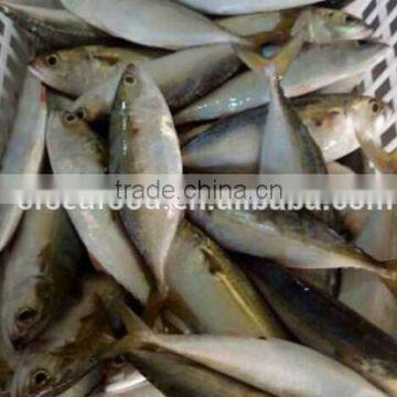 Whole Round Frozen Indian Mackerel Fish