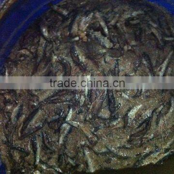 High Quality Salted Anchovy Fillet photo-2