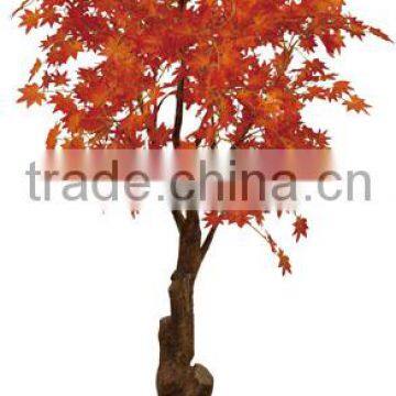 Foliage Plants Bonsai From Guangzhou Factory photo-5