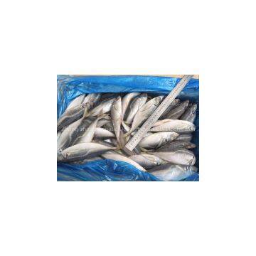 Supply frozen horse mackerel