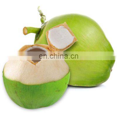 For Drink Healthy And Cheap Price Fresh Coconut Origin From Viet Nam photo-2