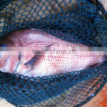 Frozen Red Seabream Price