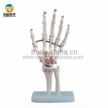 BIX-A1020 Life-size Hand Joint Skeleton Model