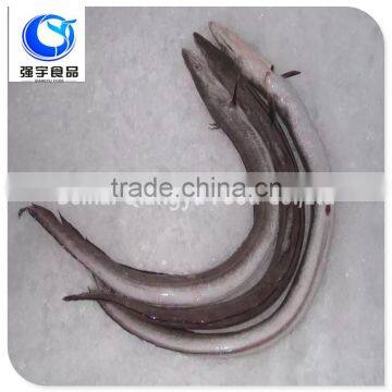 wholesale products frozen eel fish