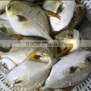 New Arrival Frozen Round Golden Pomfret/Pompano Fish Wholesale Food Prices