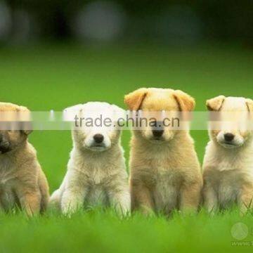 PET WASTE Rolling Bag Making Machine photo-6