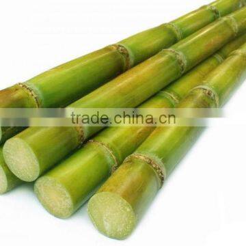 China Munufacture Pure White Cane Sugar in 50kg Bag photo-5