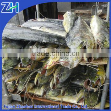 Frozen Mahi Mahi fish for sale