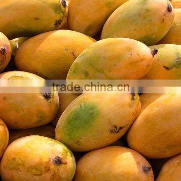 fresh mangoes