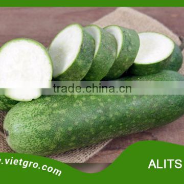 High Yield F1 Hybrid Wax Gourd Squash Gourd Seed ALITS S01- Asian Tropical Vegetable Seed for planting