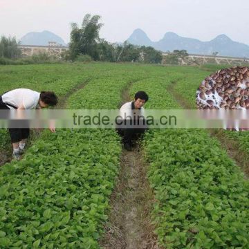 Mulberry seeds for planting high quality Mulberry Trees For silkworm breeding