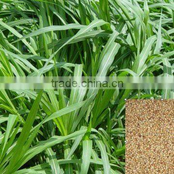 Livestock Favored High Quality Perennial Hybrid Pennisetum Grass Seeds