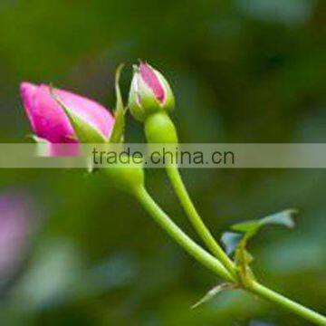 Dried red rose buds and petals