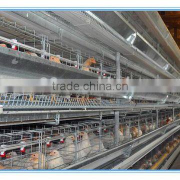 egg laying chickens for sale